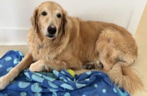 A senior golden laying on a towel with a yellow tennis ball.