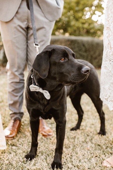 A black retriever-mix is wearing a bowtie, in between a formally dressed couple.