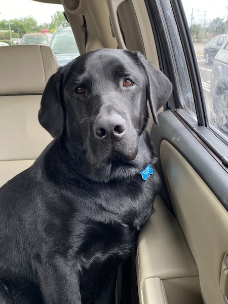 A black retriever-mix is sitting in the backseat of the car.