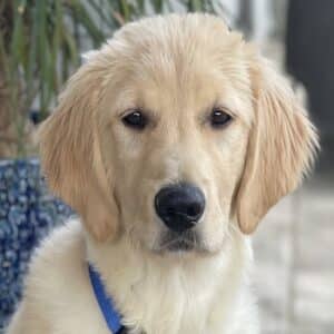Headshot of a young golden.