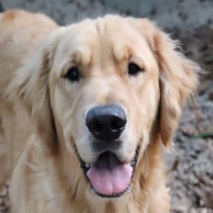 Headshot of a smiling golden.