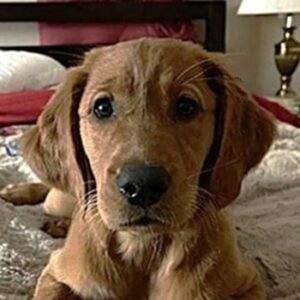 Headshot of a golden puppy.