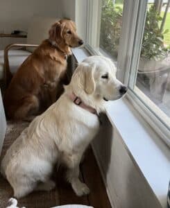 Two goldens playing watchdogs as they stare out a window.
