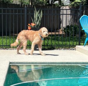 A doodle on a sunny pool deck.