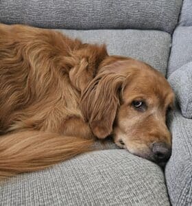 A golden comfortably resting on a couch.