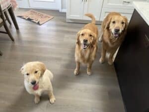 A golden retriever puppy with two older retrievers.