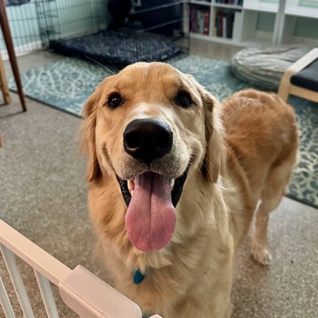 Golden with an open-mouth smile.