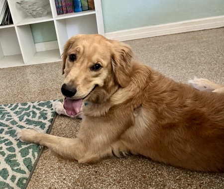 A golden laying on ground, smiling over shoulder.