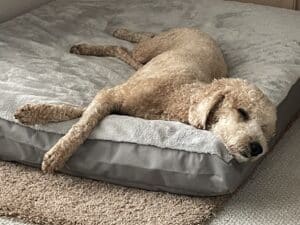 A doodle sprawled across its bed and sleeping.