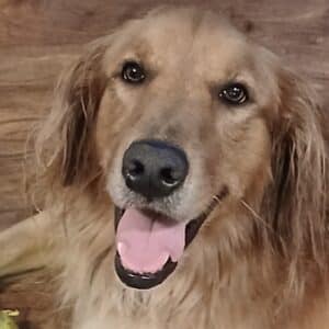 Headshot of a golden with an open-mouthed smile.