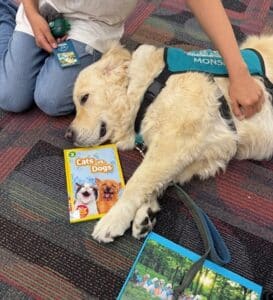 A Hearts of Gold therapy dog laying on the ground with a book and getting pets.