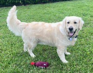A golden outside in yard with its toy.