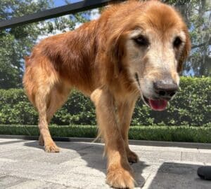 A senior golden stares down at cameraperson.