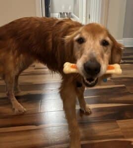 A senior golden grinning because its so proud of the toy bone it's carrying in mouth.
