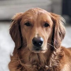 A headshot of a golden retreiever looking into the camera.