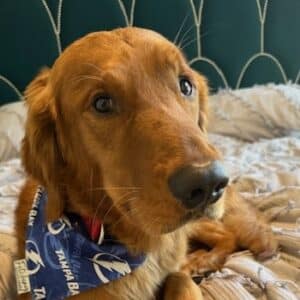 A rusty colored retriever mix in a blue bandana lays on a bed.