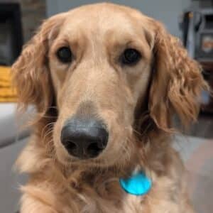 A golden retriever looks at the camera.
