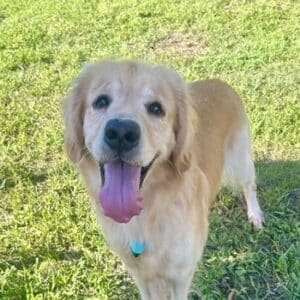 A golden retriever looks at the camera and sticks it's tongue out.