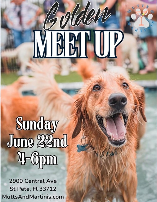 Golden meet up at mutts and martinis in St. Pete