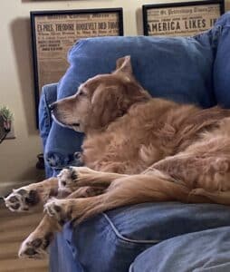 Golden retriever lying on a blue denim couch with its eyes closed.