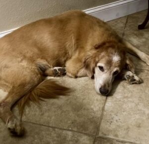A golden retriever lying with its head resting near its front paws.