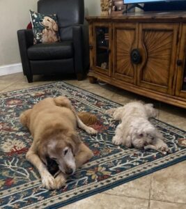 A golden retriever and a poodle mix lying on a rug while chewing on bones.