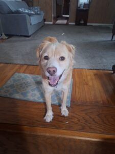 Golden retriever standing indoors.