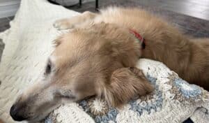 Close-up of a golden retriever's head resting on a patterned white and blue blanket.