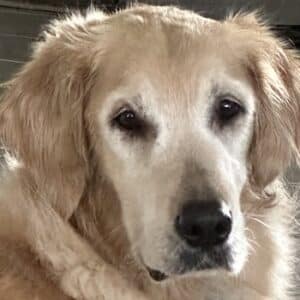 Close-up of a golden retriever's face looking toward the camera.