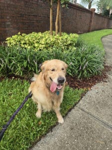 Golden retriever sitting on grass next to a sidewalk with a purple leash.