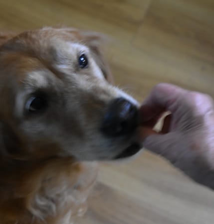 A close-up of a golden retriever's face as a person's hand offers it a small treat.