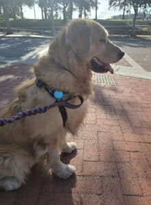 A profile view of a golden retriever sitting on a walkway while wearing a black harness and a purple leash.