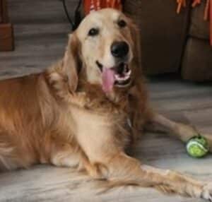 A golden retriever lying with its tongue hanging out and a small green tennis ball next to its paw.