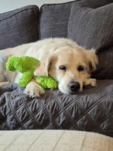 A cream-colored golden retriever lying on a sofa, holding a bright green plush toy.