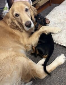 Golden retriever hugging a black dog.