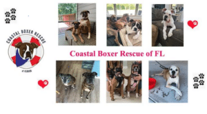 Collage featuring several boxer dogs and the logo for Coastal Boxer Rescue of Florida.
