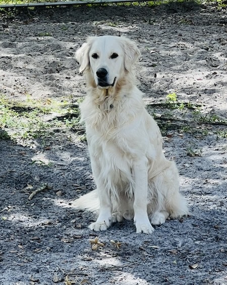 An attentive golden retriever is sitting outside and looking right at camera.