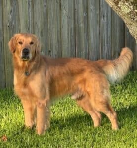 A Golden retriever is posing outside in direct sunlight by a wooden fence.