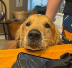 A golden retriever is resting its head on the table making direct eye contact with the camera.