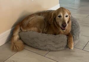 An older golden retriever is relaxing in a fluffy dog bed.