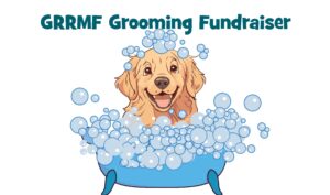 Graphic illustration of a golden retriever in a bubble bath with the text "GRRMG Grooming Fundraiser" above.