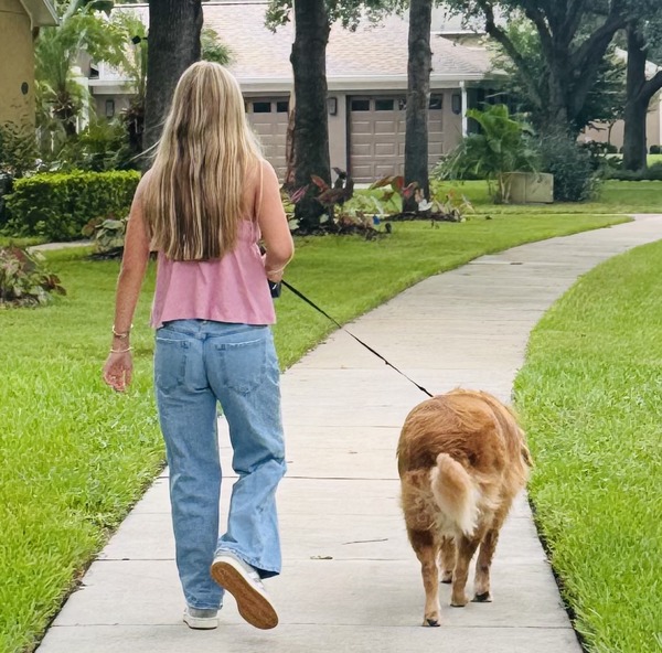 A golden retriever on a walk outside with a human walking next to them and holding their leash.