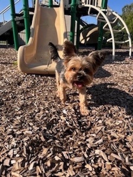 A small yorkie on a playground.