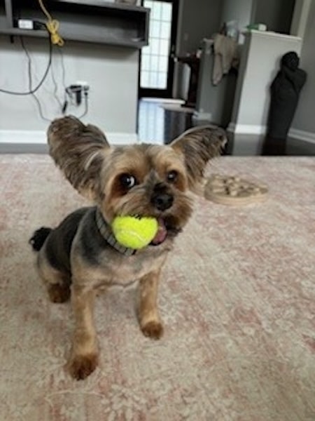 A small yorkie holding a tiny tennis ball in its mouth.