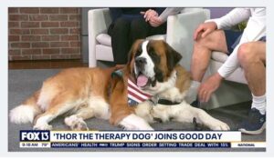 Thor therapy dog on TV