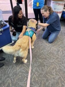 Shelby Stella # 4320