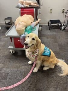 Shelby Stella # 4320