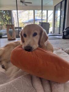 Shelby Stella # 4320