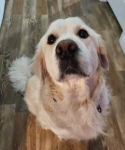 A golden staring up at camera, as if waiting for a treat.