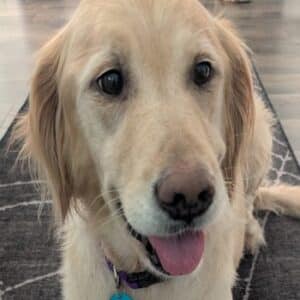 Headshot of a golden retriever.